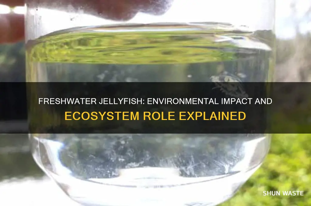 how do freshwater jellyfish affect the environment