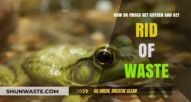 Frogs' Breathing Secrets: Oxygen Absorption and Waste Elimination Explained