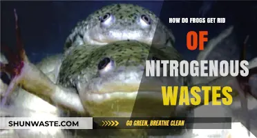 Frog Waste Management: How They Eliminate Nitrogenous Toxins Efficiently