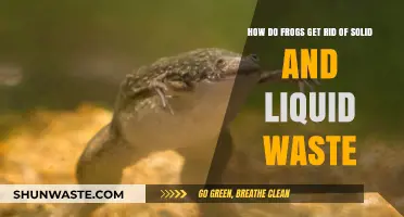 Frog Waste Disposal: How Amphibians Eliminate Solids and Liquids