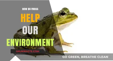 Frogs: Unsung Heroes in Maintaining Ecosystem Balance and Health