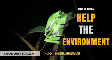 Frogs: Unsung Heroes in Balancing Ecosystems and Protecting Biodiversity