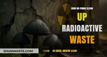 Fungi's Role in Safely Decontaminating Radioactive Waste: A Green Solution