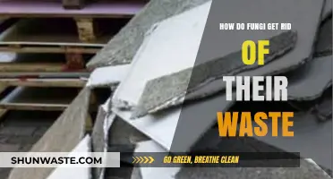 Fungal Waste Disposal: Unveiling the Secrets of Their Detoxification Process