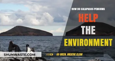Galapagos Penguins: Unsung Heroes in Preserving Marine Ecosystems