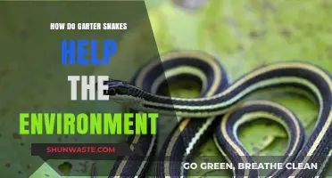 Garter Snakes: Unsung Heroes in Maintaining Ecosystem Balance and Health