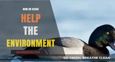 Geese's Eco-Impact: How These Birds Benefit Our Environment