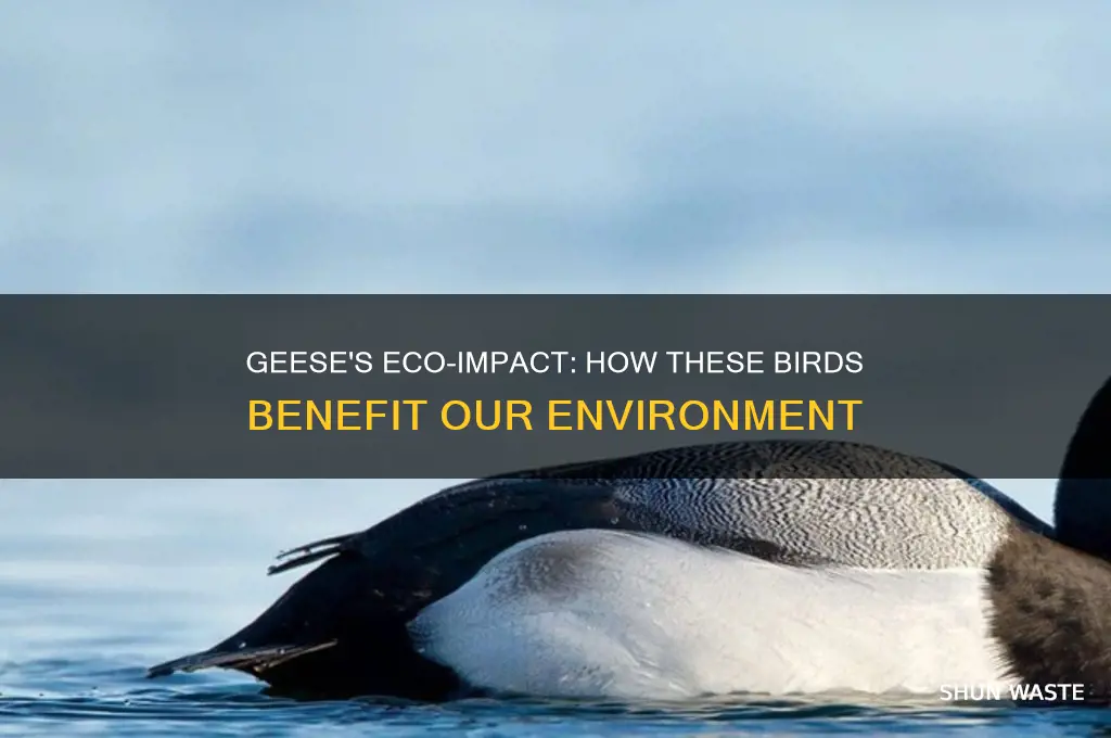 how do geese help the environment