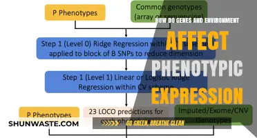 Genes vs. Environment: Unraveling the Complex Dance of Phenotypic Expression