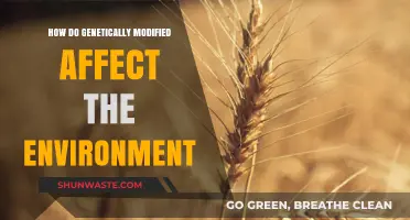 Genetically Modified Crops: Environmental Impact and Ecosystem Consequences Explored