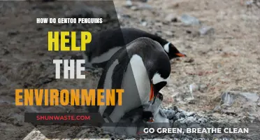 Gentoo Penguins: Unsung Heroes in Preserving Antarctica's Delicate Ecosystem