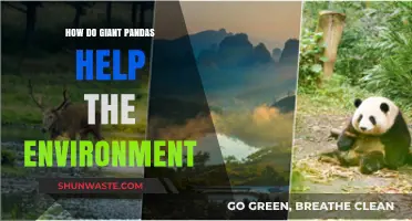 Giant Pandas: Eco-Warriors Saving Forests and Biodiversity Naturally