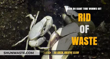 Giant Tube Worms' Unique Waste Disposal Methods Explained