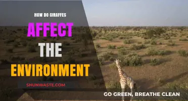 Giraffes' Ecological Impact: Shaping Savannas and Supporting Biodiversity