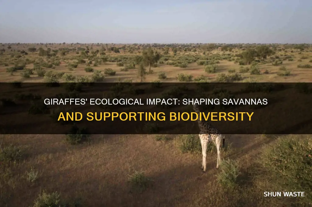 how do giraffes affect the environment