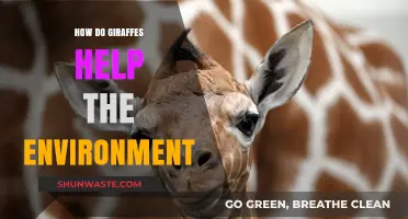 Giraffes' Vital Role in Ecosystem Balance and Environmental Health
