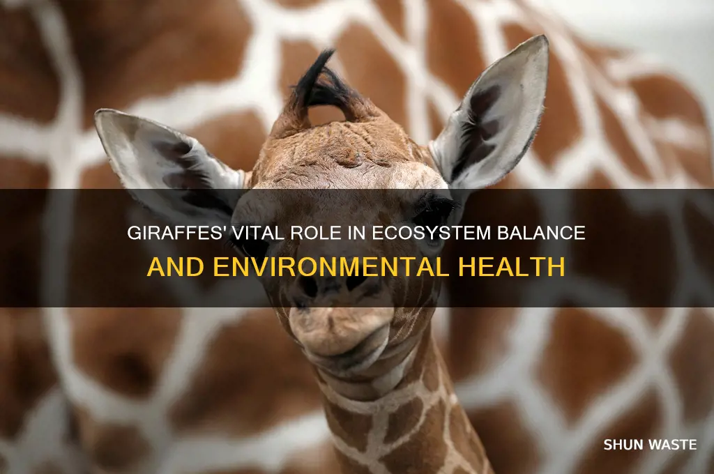 how do giraffes help the environment