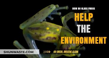 Glass Frogs: Tiny Guardians Boosting Ecosystem Health and Biodiversity