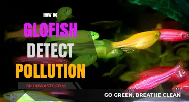 GloFish: Pollution Detection through Genetic Engineering