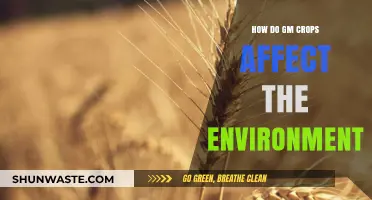 Environmental Impact of GM Crops: Benefits, Risks, and Sustainability