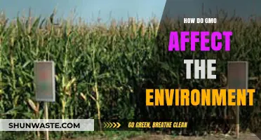 GMO Impact: Environmental Effects and Ecological Consequences Explained