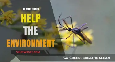 Gnats' Vital Role: Boosting Ecosystems and Supporting Environmental Balance