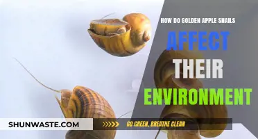 Golden Apple Snails: Environmental Impact and Ecosystem Disruption Explained