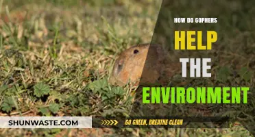 Gophers' Vital Role: Enhancing Soil Health and Ecosystem Balance