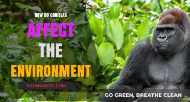 Gorillas' Vital Role in Shaping and Sustaining Their Ecosystems