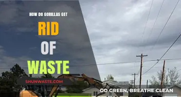 Gorilla Waste Management: How These Gentle Giants Dispose of Waste