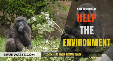 Gorillas' Vital Role in Maintaining Ecosystem Health and Biodiversity
