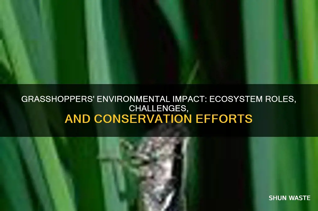 how do grasshoppers affect the environment