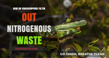 Grasshoppers' Nitrogen Waste Filtration: Unveiling Their Unique Excretion Mechanism