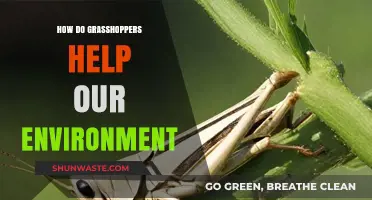 Grasshoppers: Unsung Heroes in Ecosystem Balance and Soil Health