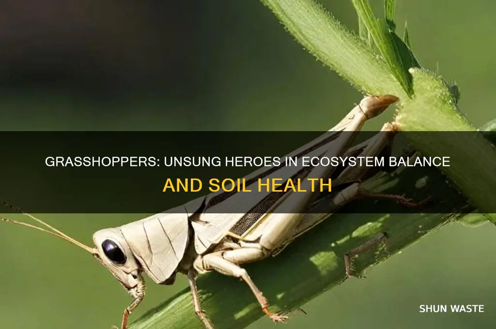 how do grasshoppers help our environment