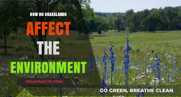 Grasslands' Vital Role in Shaping Ecosystems and Climate Balance