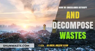 Grasslands' Natural Waste Management: Detoxification and Decomposition Processes Explained