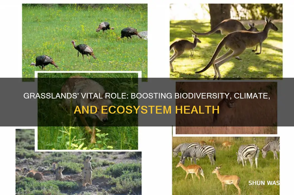 how do grasslands help the environment