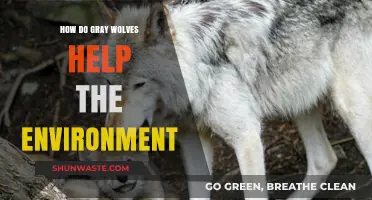 Gray Wolves: Ecosystem Guardians and Their Vital Environmental Impact