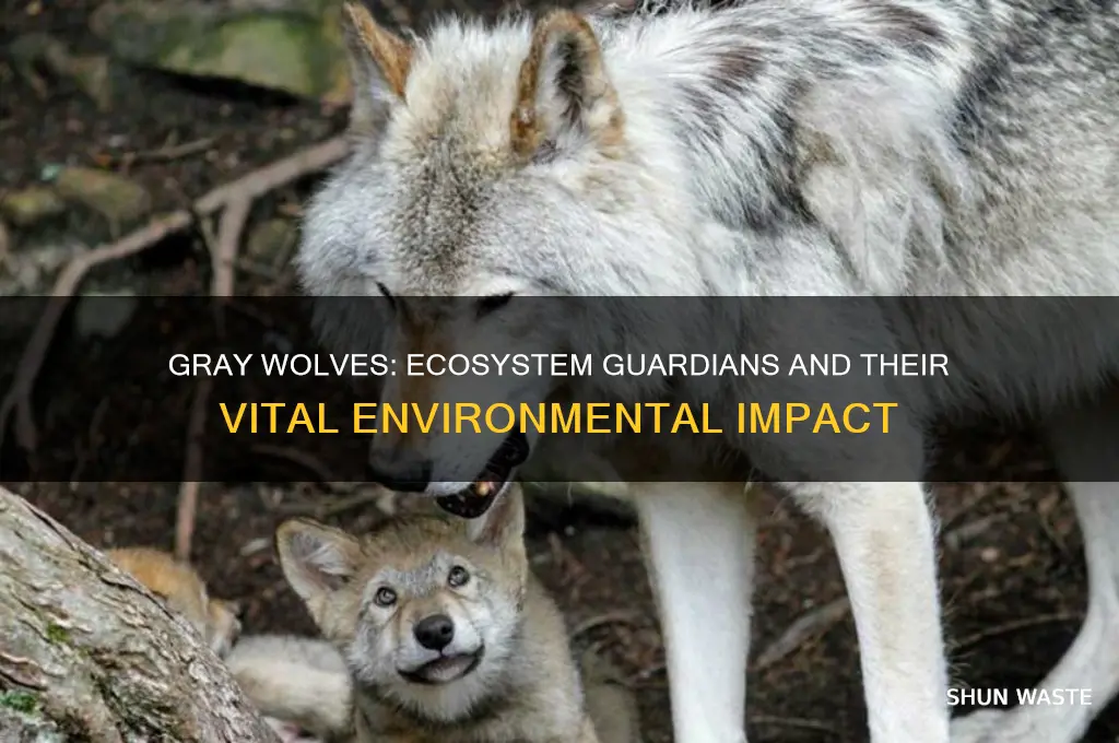 how do gray wolves help the environment