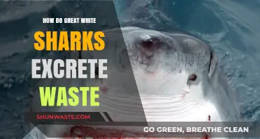 Unveiling the Great White Shark's Unique Waste Excretion Process