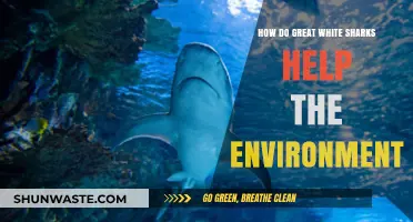 Great White Sharks: Vital Guardians of Marine Ecosystems and Biodiversity