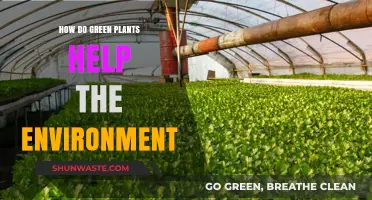 Green Plants: Nature's Heroes in Sustaining a Healthy Environment