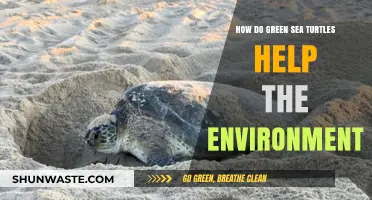 Green Sea Turtles: Vital Guardians of Marine Ecosystems and Coastal Health