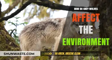 Grey Wolves' Environmental Impact: Shaping Ecosystems and Biodiversity Dynamics