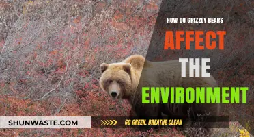 Grizzly Bears' Vital Role in Shaping Ecosystems and Environments