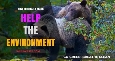 Grizzly Bears: Vital Eco-Engineers Shaping Healthy Ecosystems and Biodiversity