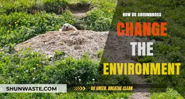 Groundhogs' Environmental Impact: Shaping Ecosystems Through Burrowing and Foraging
