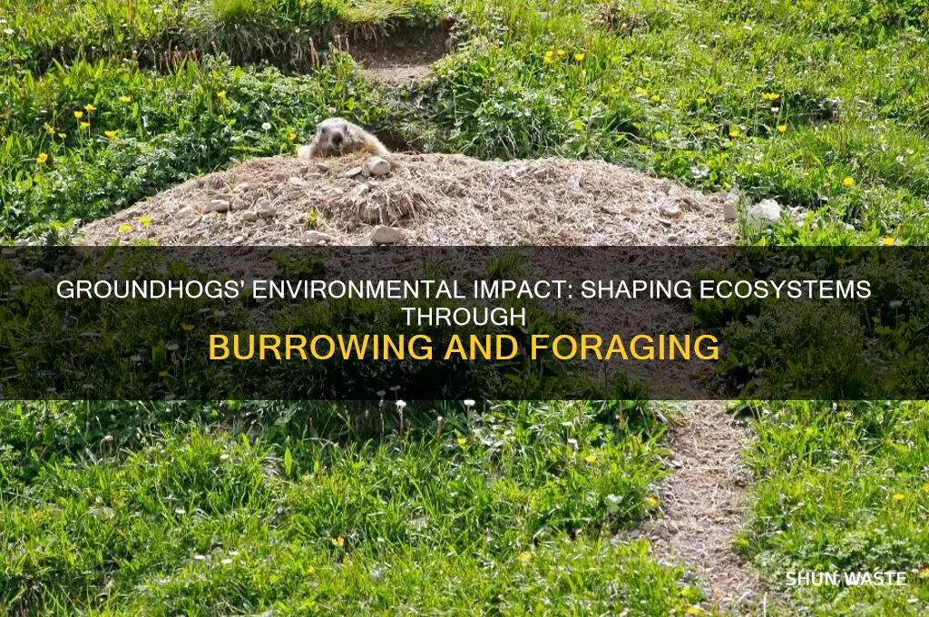how do groundhogs change the environment