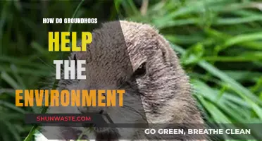 Groundhogs: Unsung Heroes in Soil Health and Ecosystem Balance